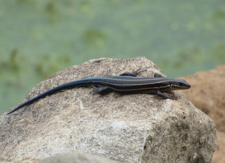 A Five-lined Skink